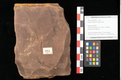 Foto (Objekt + Etikett) von Ulmus plurinervia, Unger (NHMW-GEO-2024-0188-0994)